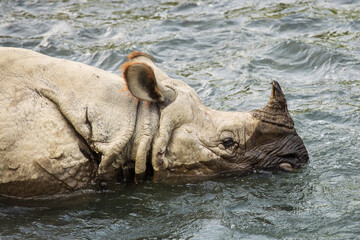 Fototapeta na wymiar Big rhino in a river in Chitwan Park, Nepal