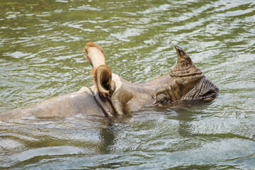 Fototapeta premium Big rhino in a river in Chitwan Park, Nepal