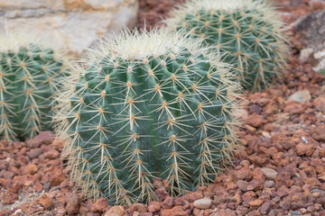 Parodia schumanniana is a perennial globular to columnar cactus