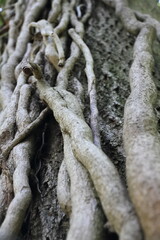 Thick Vines Growing Around a Tree