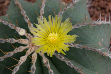 Close up of Cactus flower in the garden