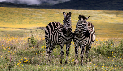 White Stripes or Black Stripes?