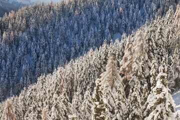 Europe, Italy, Lombardy. Snowy pine forest in winter