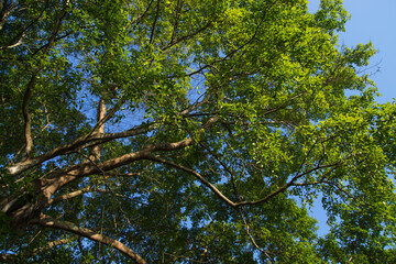 Big tree with green leaf in the summer season.