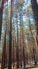 Pine forest Burabay