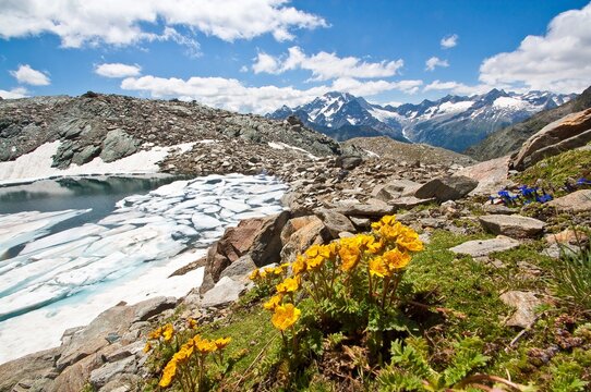 Flowers near the thawing Entova lake, Valmalenco, Lombardy