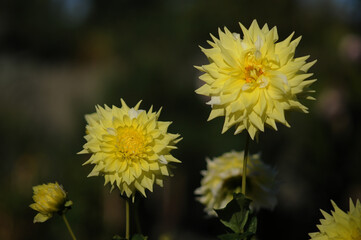 Dahlia  is a genus of bushy, tuberous, herbaceous perennial plants native to Mexico. 