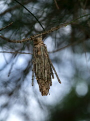 Chrysalis of a caterpillar on pine branches.