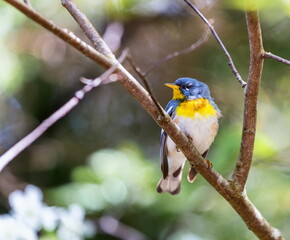 A small warbler of the upper canopy, the Northern Parula can be found in boreal forests of Quebec. It nests in Canada in June and July and after returns south to spend the winter.