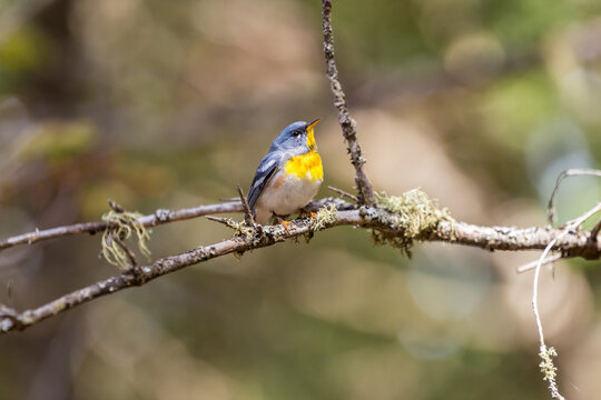 A small warbler of the upper canopy, the Northern Parula can be found in boreal forests of Quebec. It nests in Canada in June and July and after returns south to spend the winter.