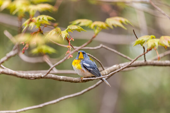 A small warbler of the upper canopy, the Northern Parula can be found in boreal forests of Quebec. It nests in Canada in June and July and after returns south to spend the winter.