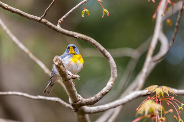A small warbler of the upper canopy, the Northern Parula can be found in boreal forests of Quebec. It nests in Canada in June and July and after returns south to spend the winter.