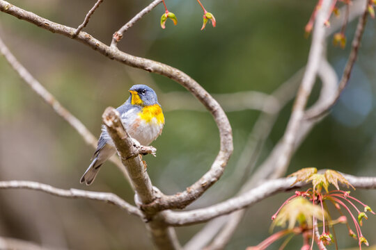 A small warbler of the upper canopy, the Northern Parula can be found in boreal forests of Quebec. It nests in Canada in June and July and after returns south to spend the winter.