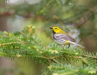 An abundant breeder of the northeastern boreal forests of Canada, the Black-throated Green Warbler is easy to recognize by sight and sound. Its dark black bib and bright yellow face.