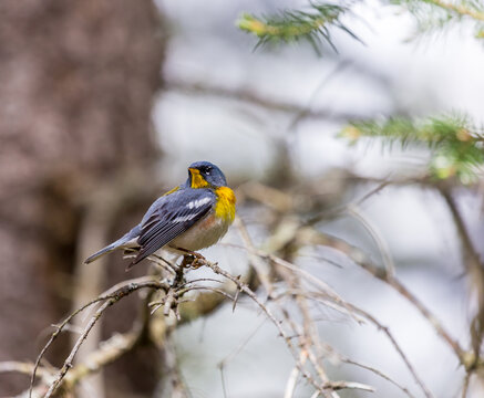 A small warbler of the upper canopy, the Northern Parula can be found in boreal forests of Quebec. It nests in Canada in June and July and after returns south to spend the winter.