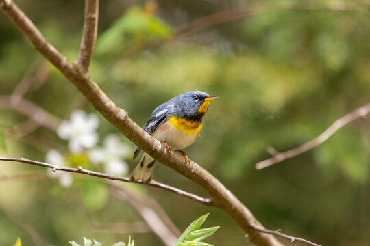 A small warbler of the upper canopy, the Northern Parula can be found in boreal forests of Quebec. It nests in Canada in June and July and after returns south to spend the winter.