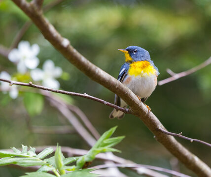 A small warbler of the upper canopy, the Northern Parula can be found in boreal forests of Quebec. It nests in Canada in June and July and after returns south to spend the winter.