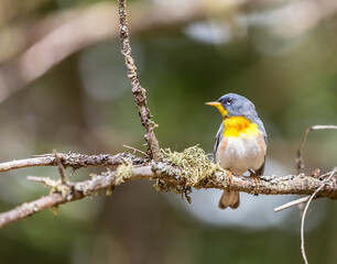 A small warbler of the upper canopy, the Northern Parula can be found in boreal forests of Quebec. It nests in Canada in June and July and after returns south to spend the winter.