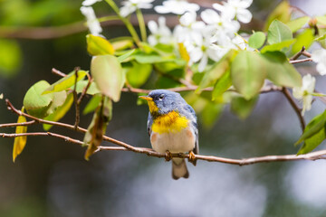 A small warbler of the upper canopy, the Northern Parula can be found in boreal forests of Quebec. It nests in Canada in June and July and after returns south to spend the winter.