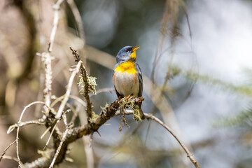 Fototapeta premium A small warbler of the upper canopy, the Northern Parula can be found in boreal forests of Quebec. It nests in Canada in June and July and after returns south to spend the winter.