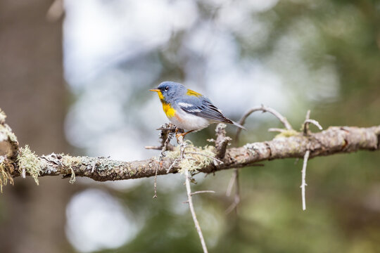 A small warbler of the upper canopy, the Northern Parula can be found in boreal forests of Quebec. It nests in Canada in June and July and after returns south to spend the winter.