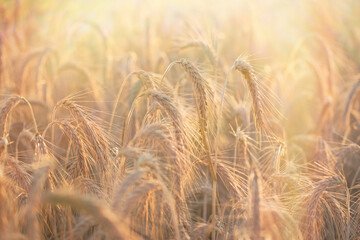Golden grain of wheat  - wheat field will bring a rich harvest (wheat field lit by sunlight in late afternoon)