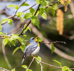 Obraz premium A small warbler of the upper canopy, the Northern Parula can be found in boreal forests of Quebec. It nests in Canada in June and July and after returns south to spend the winter.