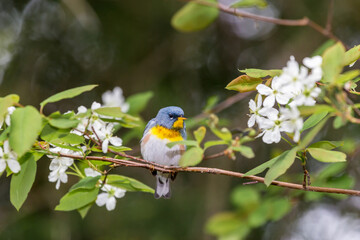 A small warbler of the upper canopy, the Northern Parula can be found in boreal forests of Quebec. It nests in Canada in June and July and after returns south to spend the winter.