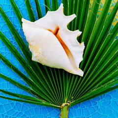 Shell and palm tree. Vacation set