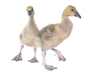gosling in studio