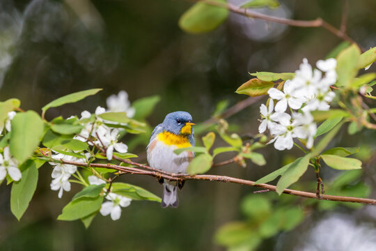 A small warbler of the upper canopy, the Northern Parula can be found in boreal forests of Quebec. It nests in Canada in June and July and after returns south to spend the winter.