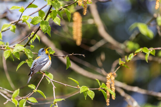 A small warbler of the upper canopy, the Northern Parula can be found in boreal forests of Quebec. It nests in Canada in June and July and after returns south to spend the winter.