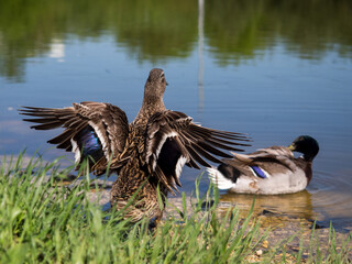 Ducks swim across the surface of the pond