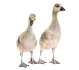 Obraz premium gosling in studio