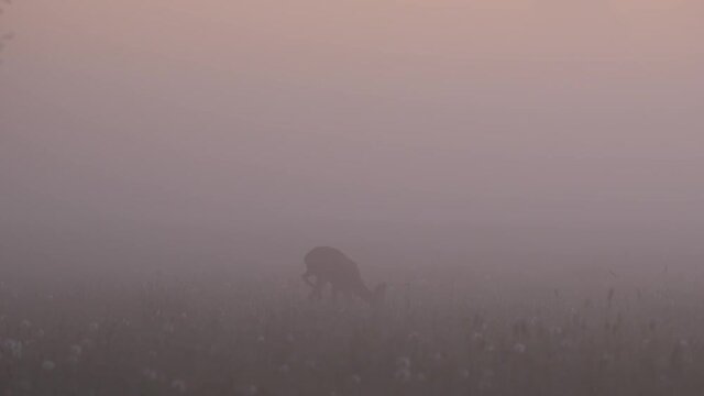 Reh im Morgennebel, Mai