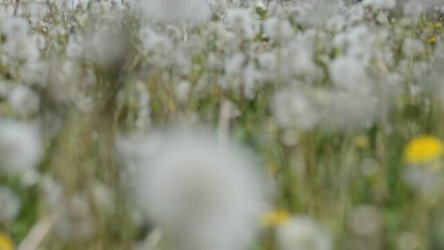 Dandelion on a summer field in the wind
