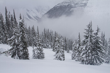 The woods of Roger pass during winter - snowed landscapes - Roger pass - British Columbia - Canada
