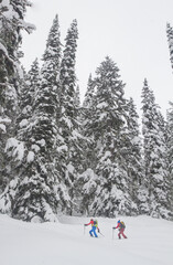 Skiers in the snowed forrest of Roger pass during winter - British Columbia - Canada