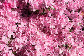 Japanische Azalee (Rhododendron japonicum) als Hintergrund