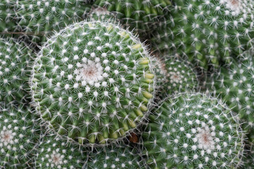 Close up of Cactus in the garden
