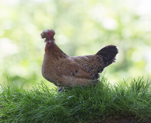 Exotic chicken in nature