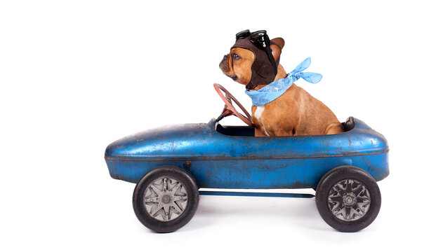 Hund mit Rennfahrer Kappe im Auto