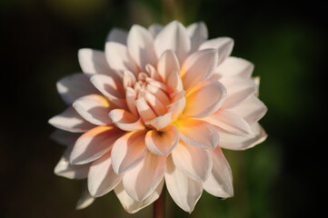 Dahlia  is a genus of bushy, tuberous, herbaceous perennial plants native to Mexico. 