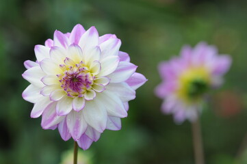 Fototapeta premium Dahlia is a genus of bushy, tuberous, herbaceous perennial plants native to Mexico. 