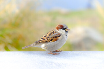 A Sparrow, New Zealand
