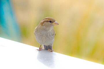 A Sparrow, New Zealand