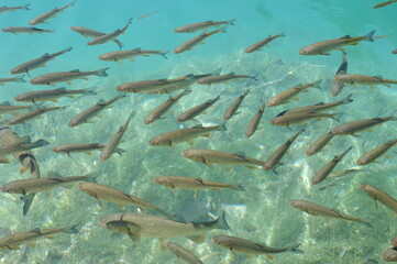 Fische im klaren t&uuml;rkisen Wasser 