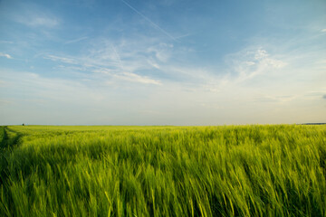 Fototapeta premium Green fields of grain at springtime with blue sky at dawn