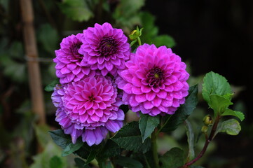 Dahlia  is a genus of bushy, tuberous, herbaceous perennial plants native to Mexico. 