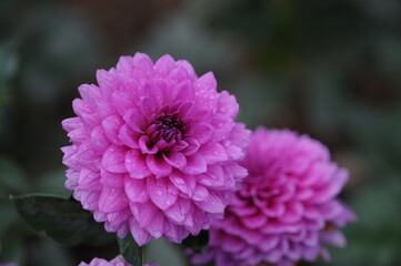 Obraz premium Dahlia is a genus of bushy, tuberous, herbaceous perennial plants native to Mexico. 